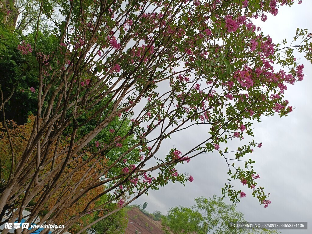 繁花绕树的自然景致