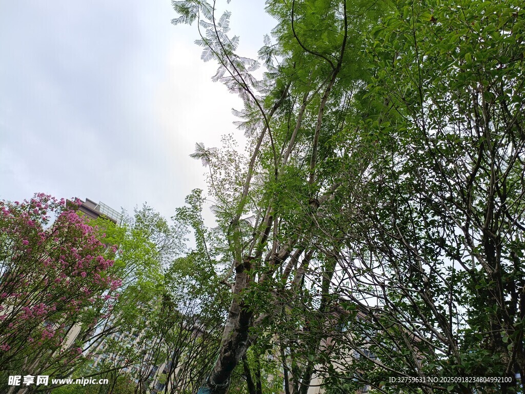 翠绿树林中的自然景致