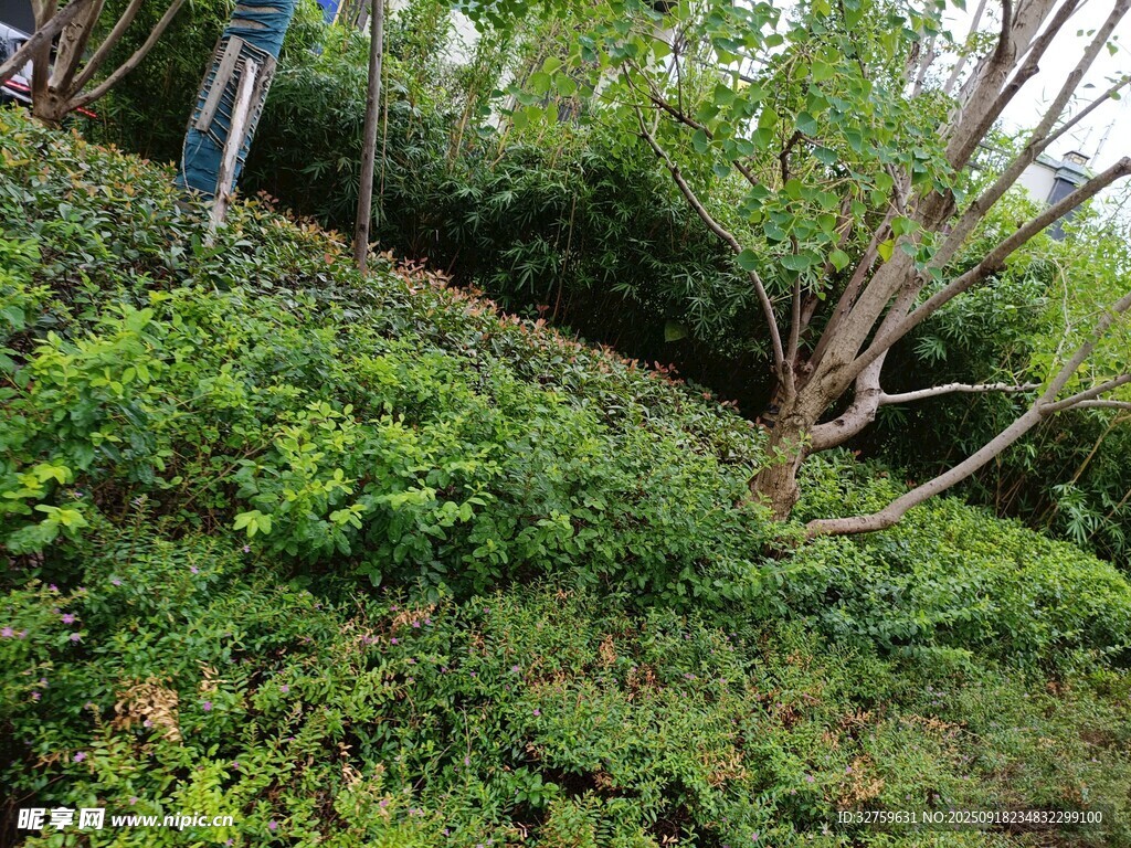 山坡绿植与树木景观