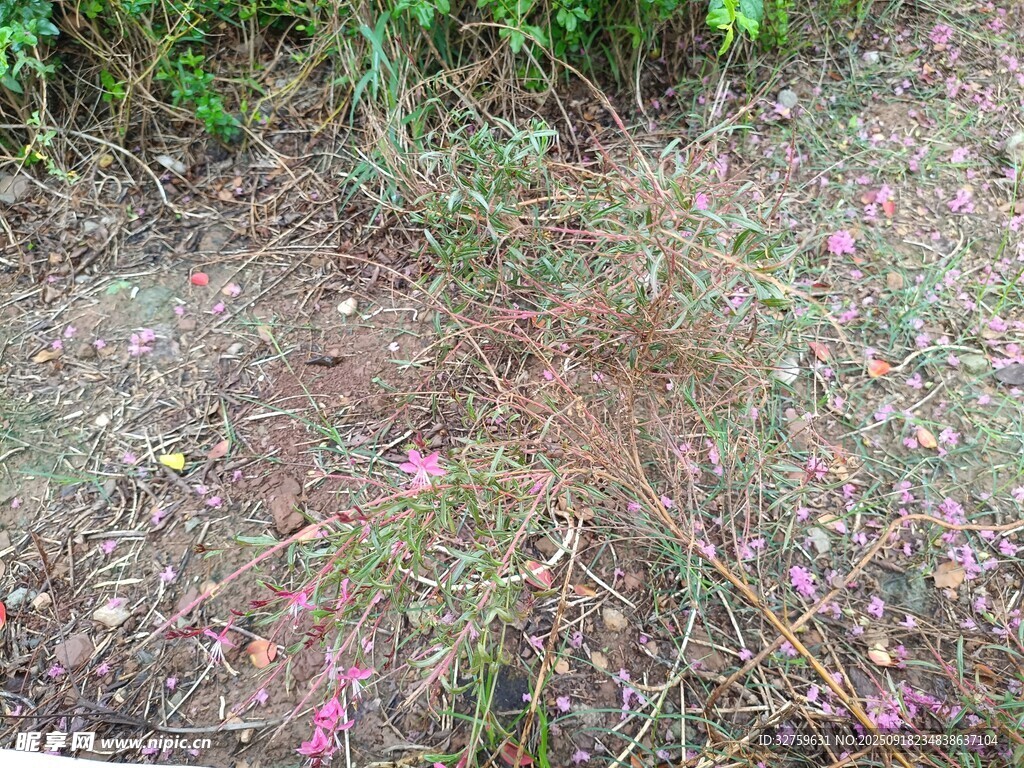 野外地面的粉色小花