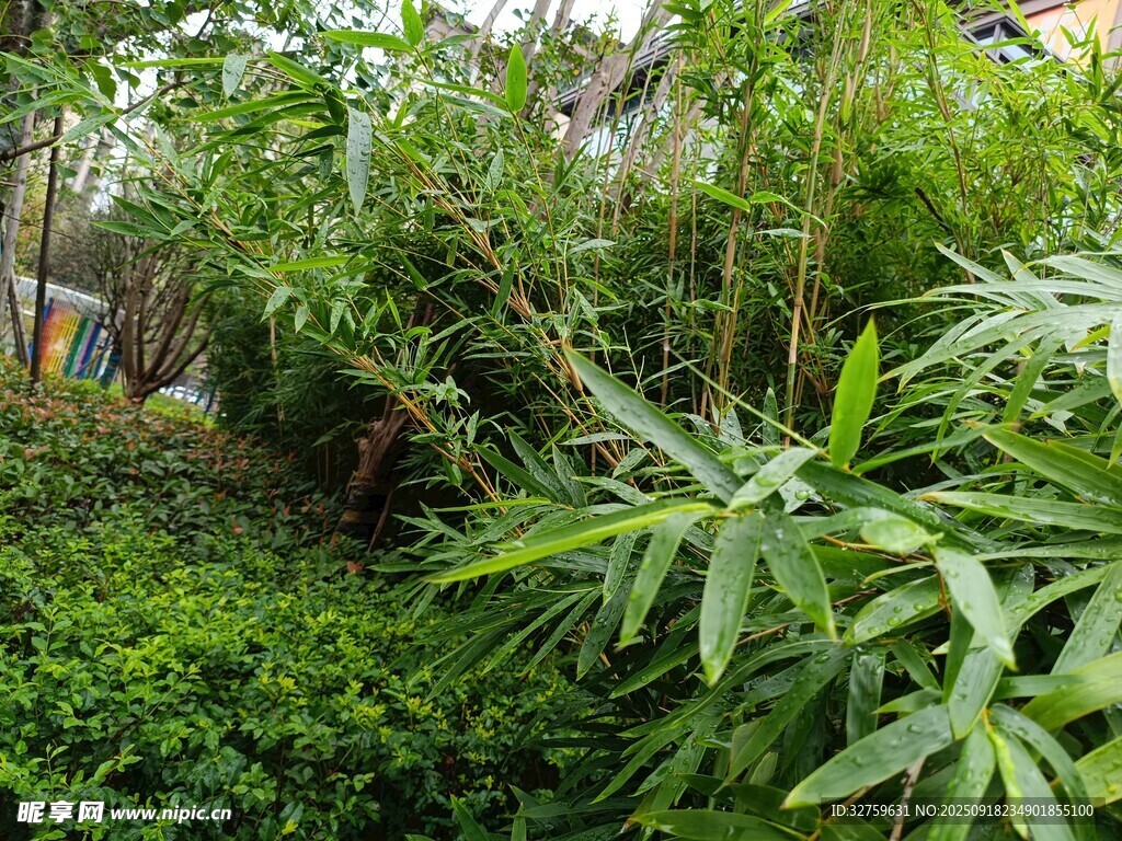 繁茂绿植景观