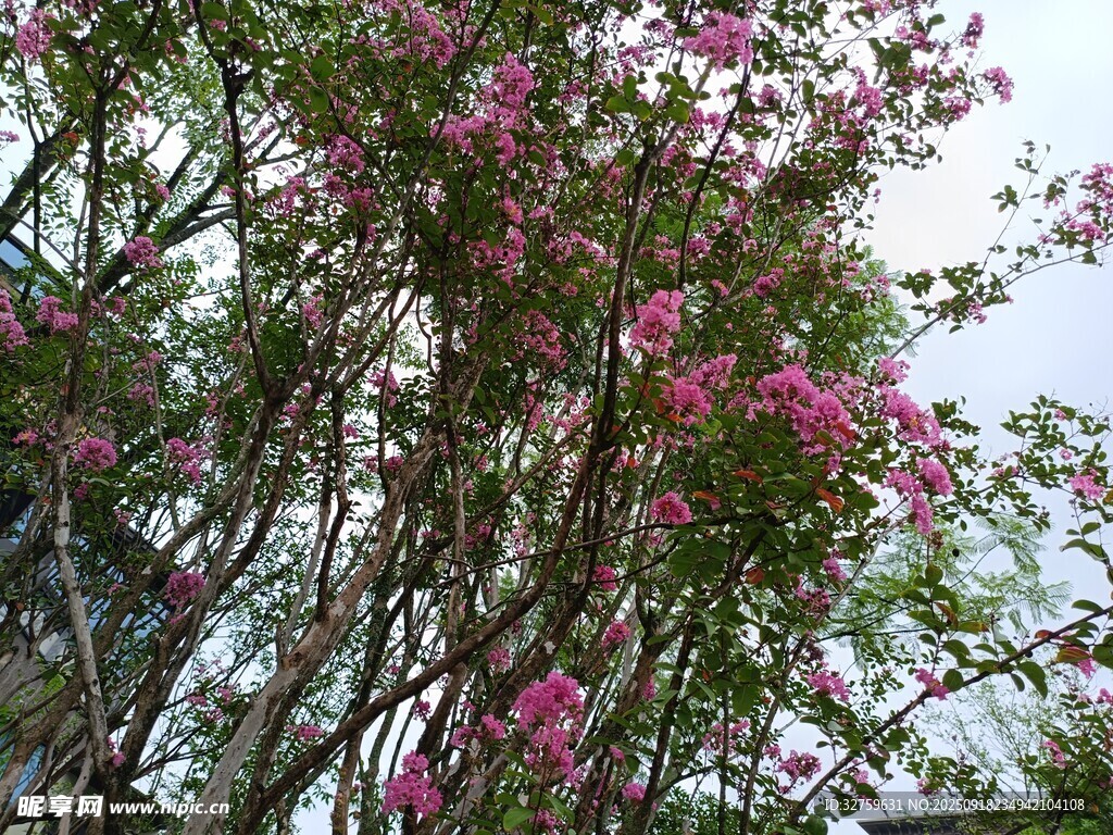 繁花满树的美丽景致
