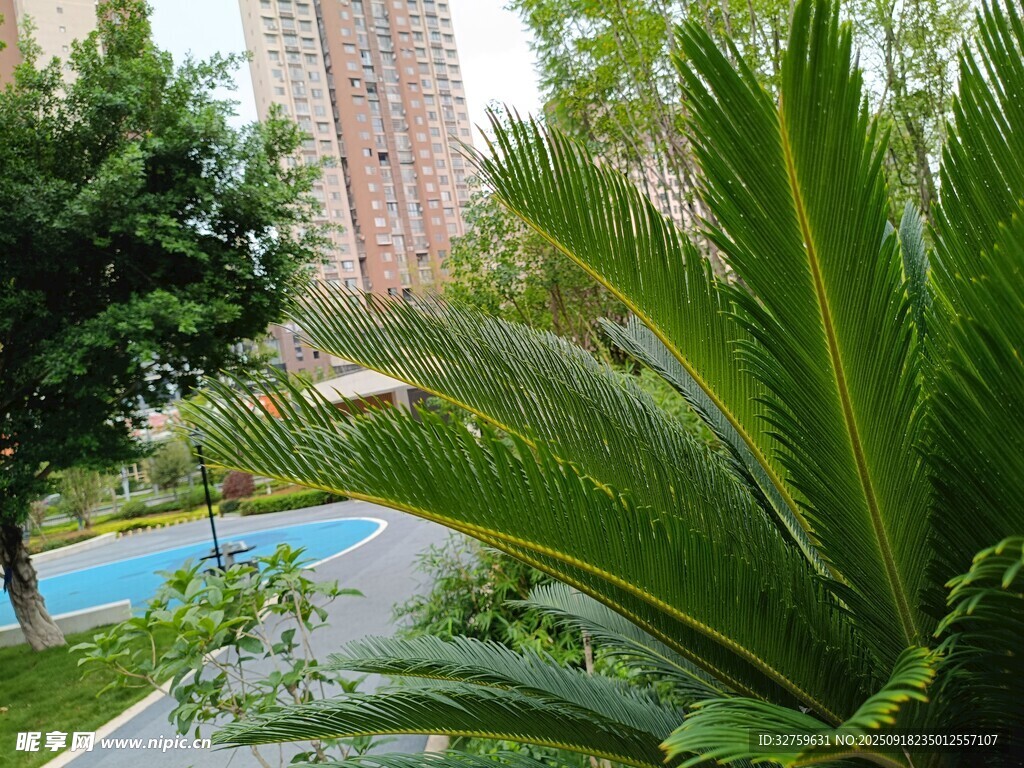 小区内的绿植与休闲场景