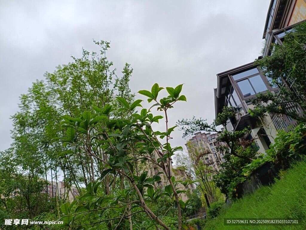 庭院绿植与房屋景致