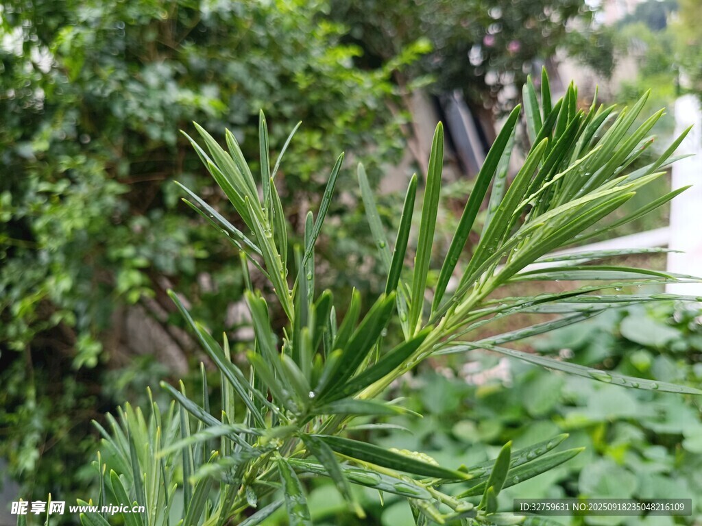 迷迭香植株特写