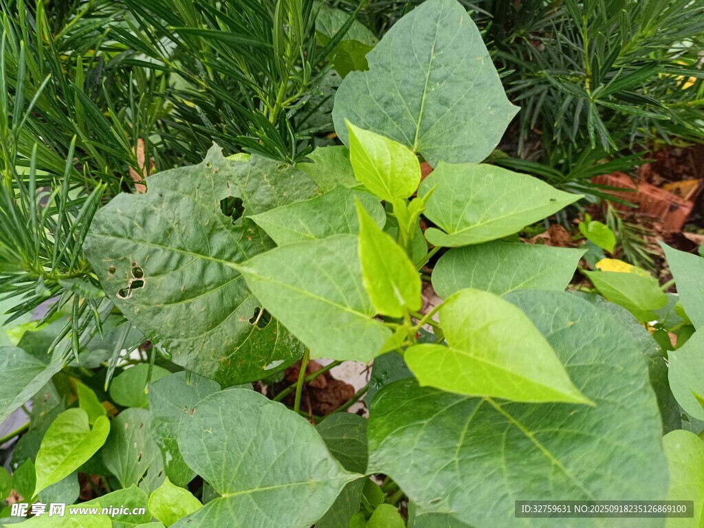 绿叶丛中的鲜嫩植物