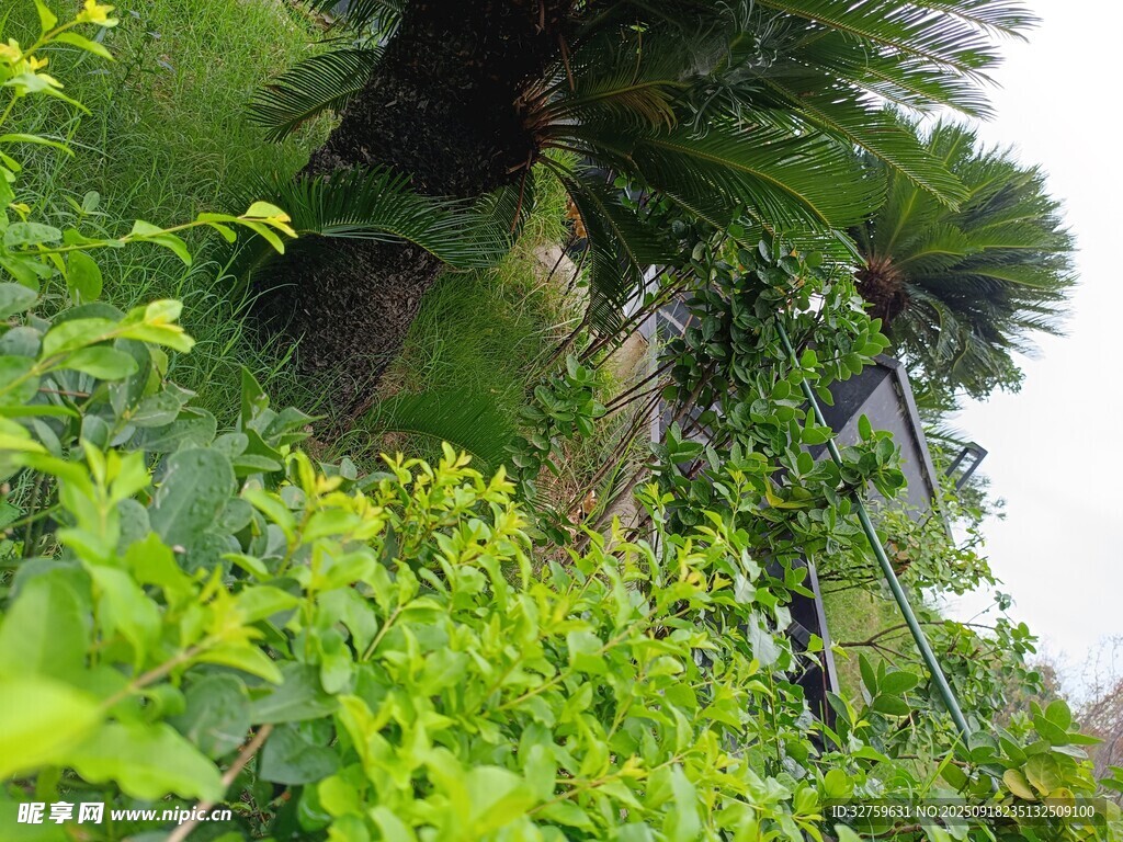 繁茂绿植景观