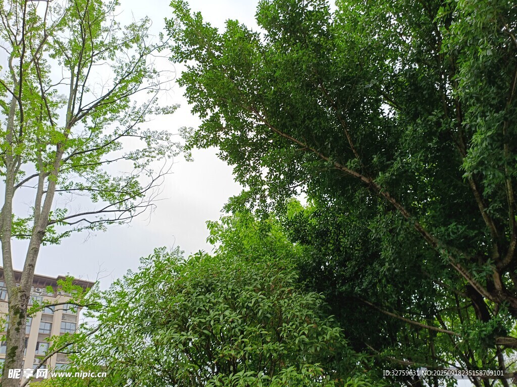 绿树成荫的户外景致