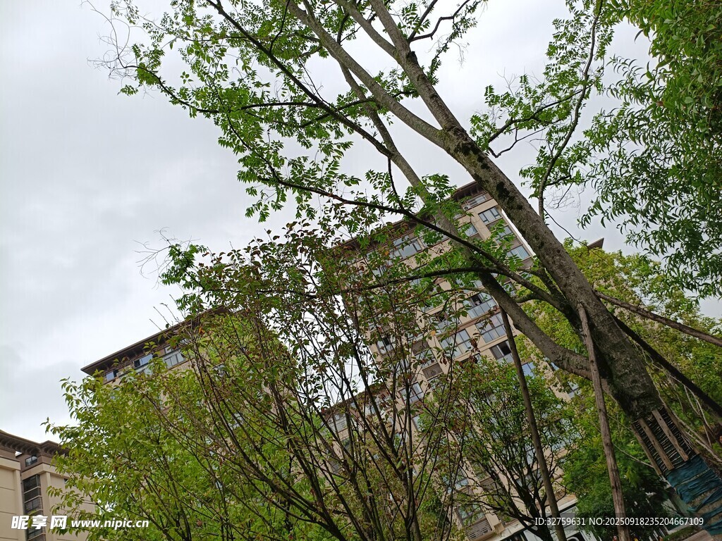 春日繁茂树木与背后建筑