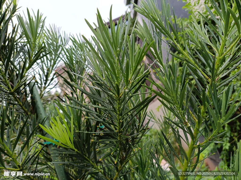 翠绿葱茏的茂密植物
