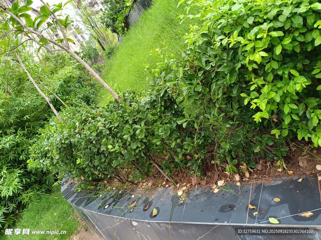 屋顶绿植景观