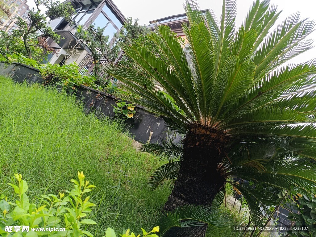 庭院中的翠绿铁树景观
