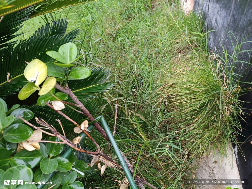 庭院绿植景观一角