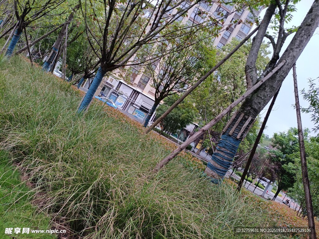 城市中葱郁的树木与草地
