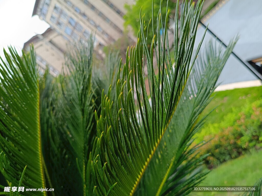翠绿植物与现代建筑景观