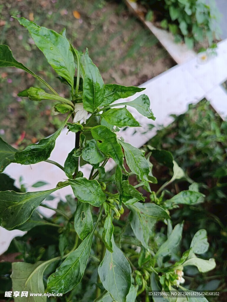 绿叶白花植物特写