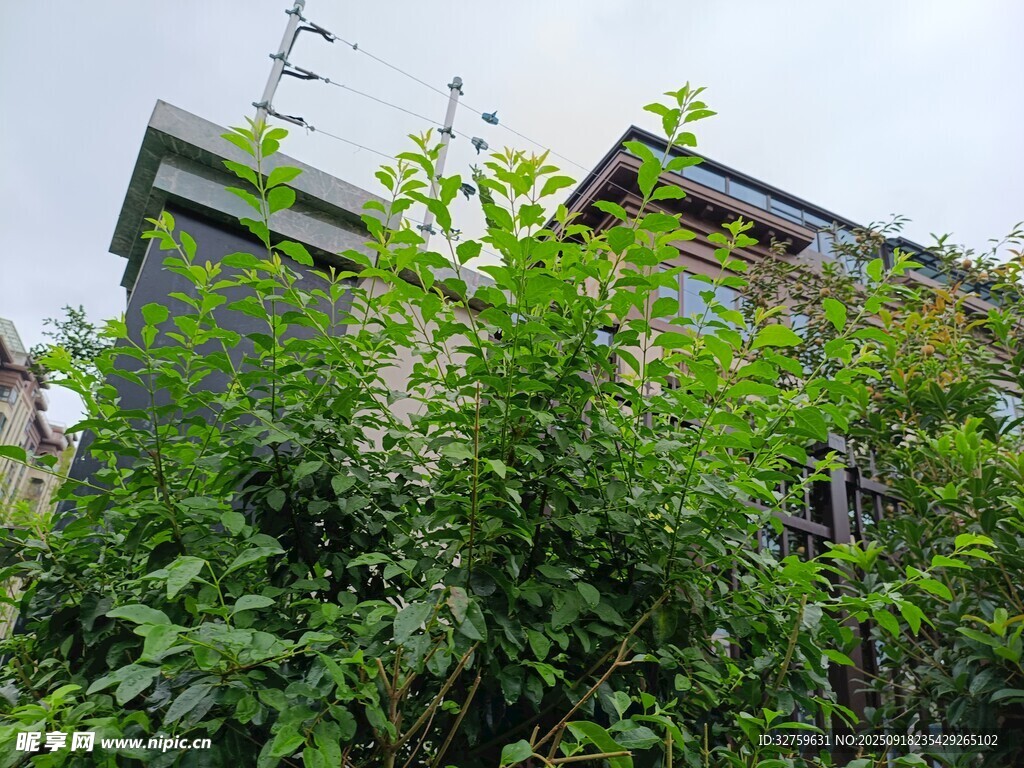 被绿植环绕的房屋