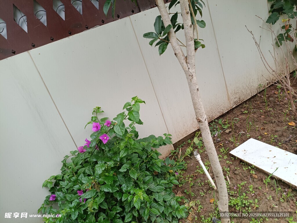 墙边绿植与小树