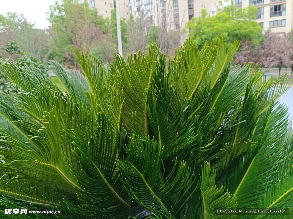 翠绿蓬勃的植物景观