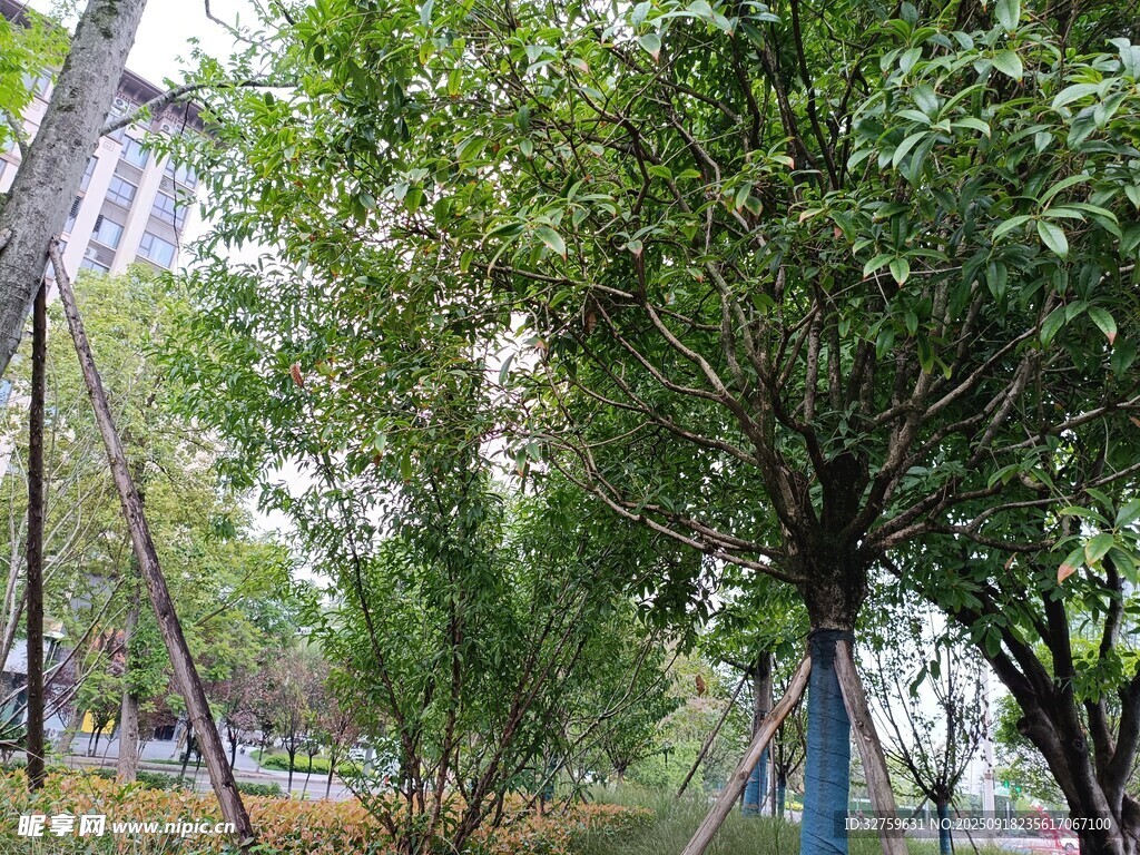 公园绿树景观