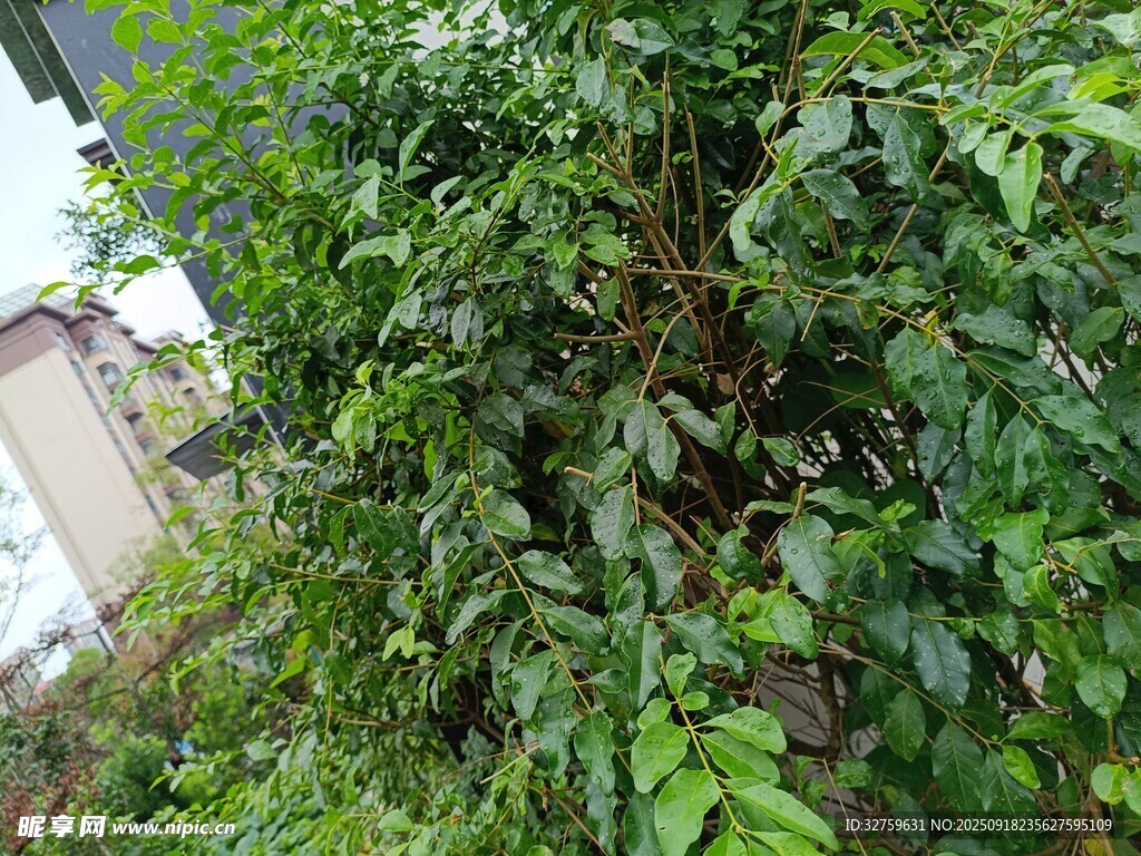 繁茂绿植景观