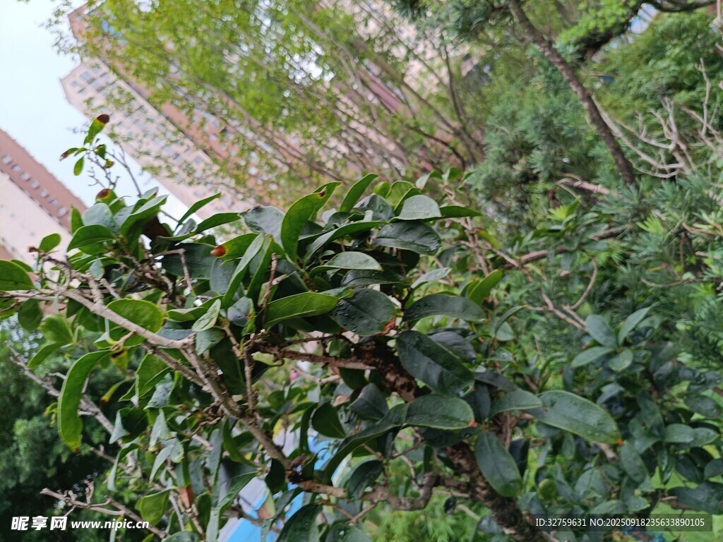 繁茂绿植景观