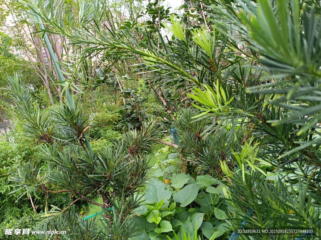繁茂绿植景观
