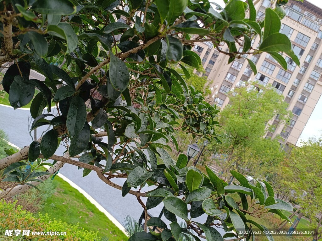 路边绿植与背景建筑景观