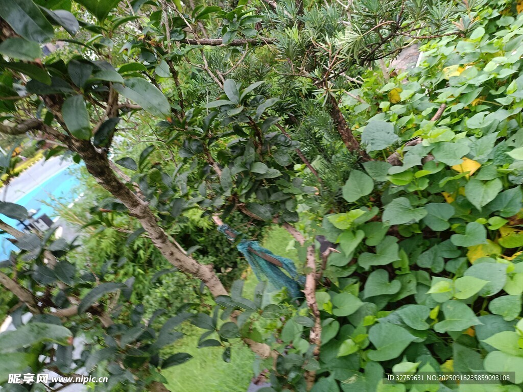 繁茂绿植景观