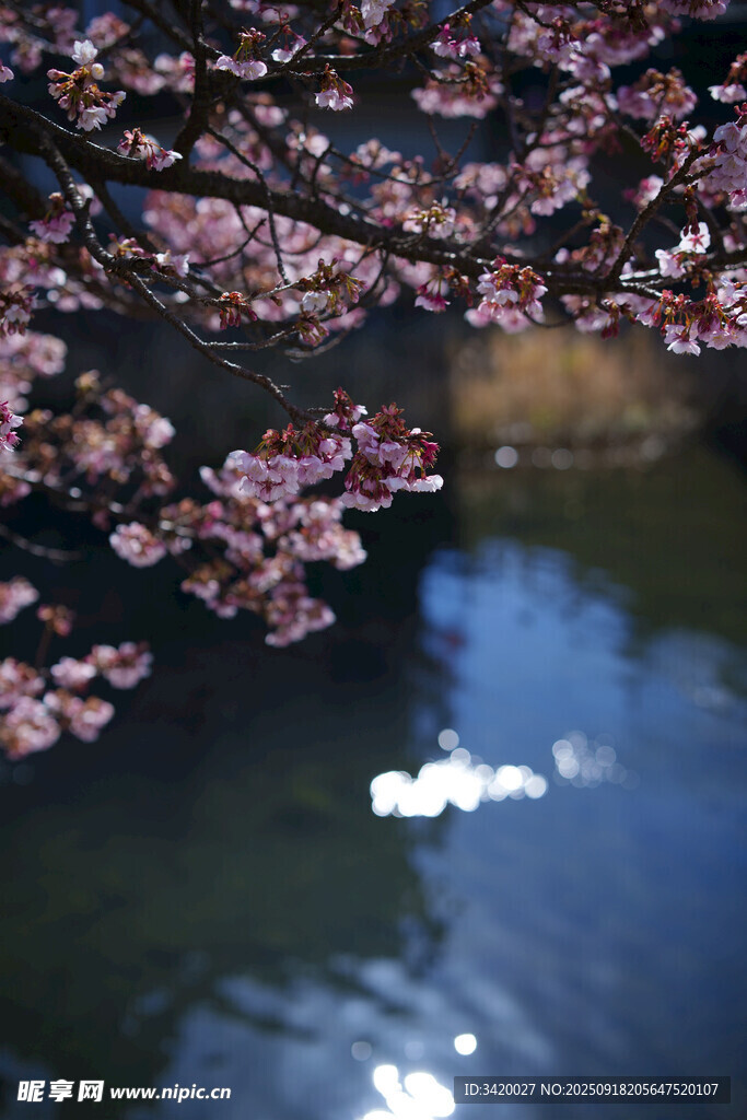 湖畔樱花倒映水中美景
