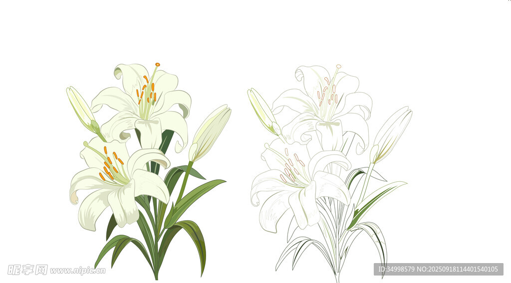 两束美丽的白色百合花