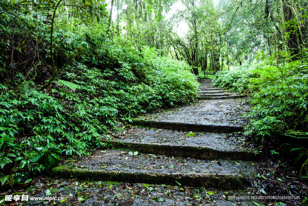 林荫小路
