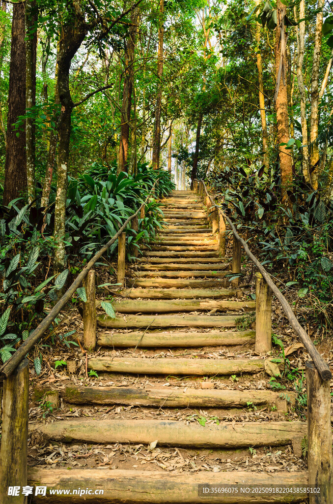 林荫小路