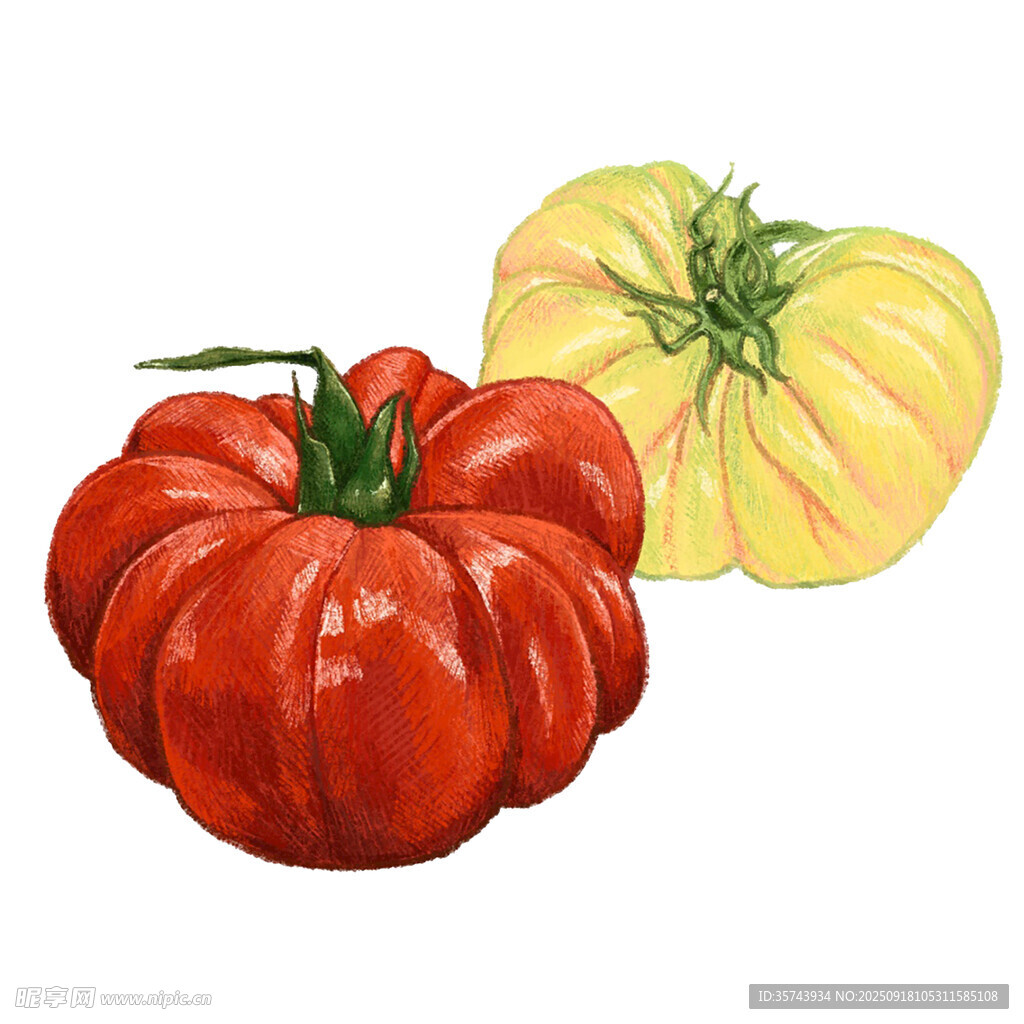 红黄番茄插画