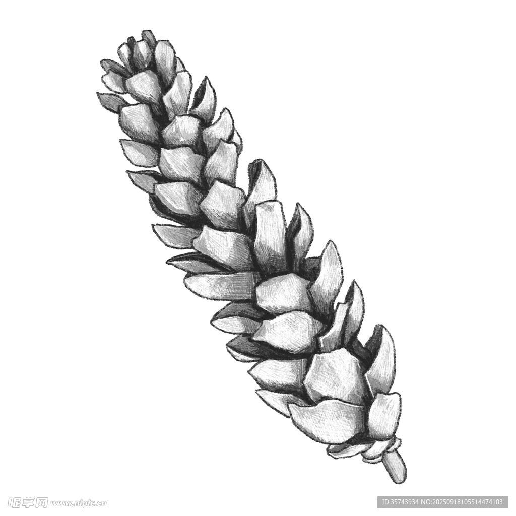 麦穗手绘插画