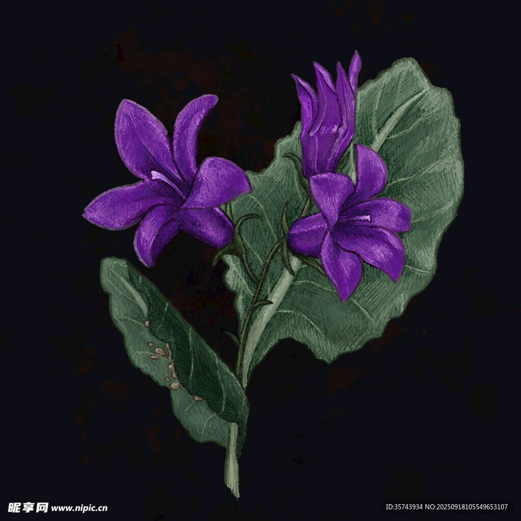 紫色花卉特写