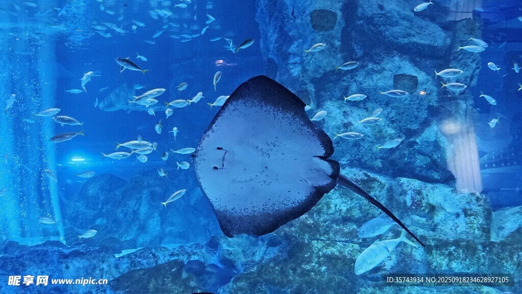 水族馆中的优雅蝠鲼