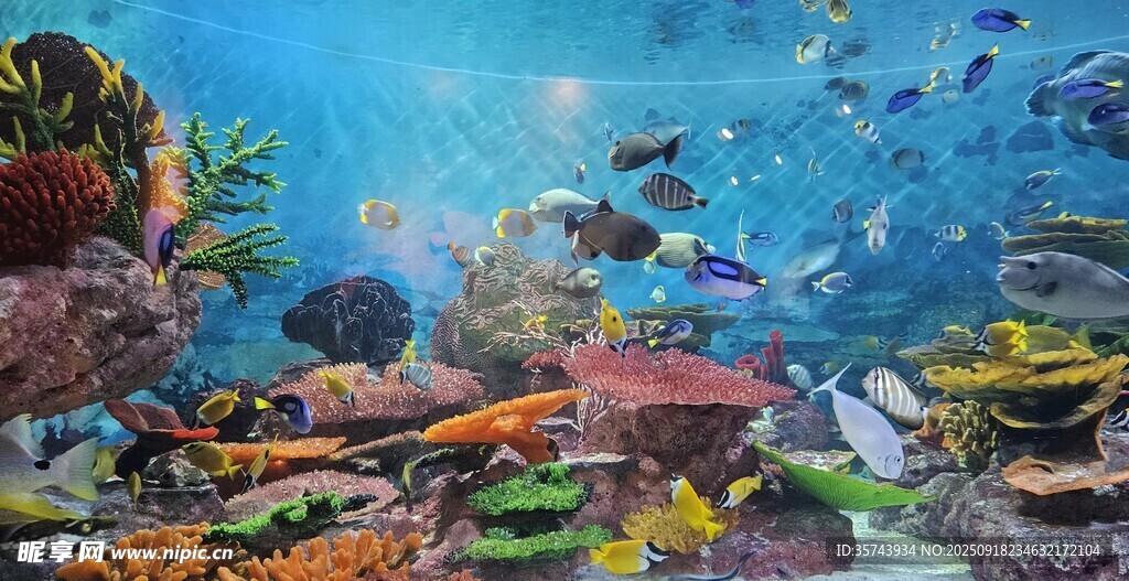 海底梦幻珊瑚礁景观