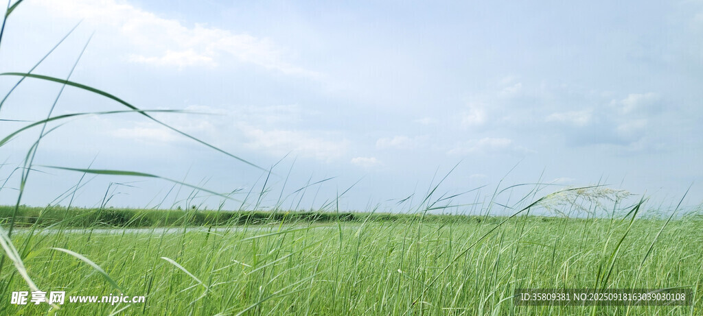 广袤绿野