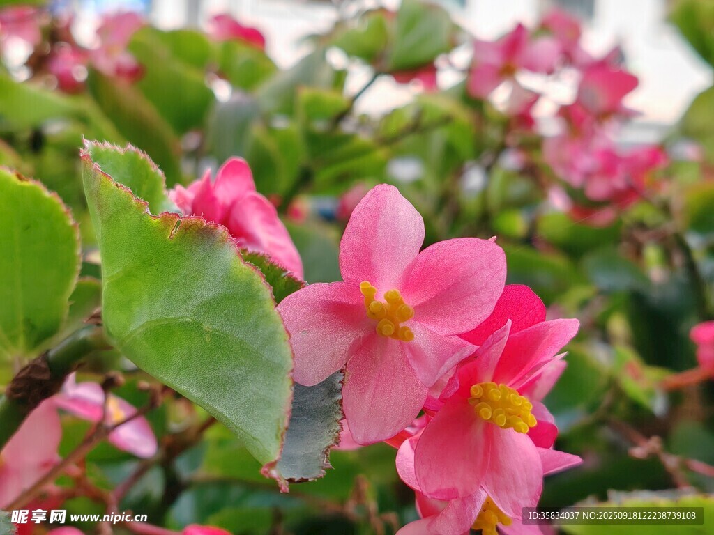 娇艳粉色秋海棠绽放