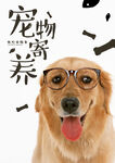 宠物寄养