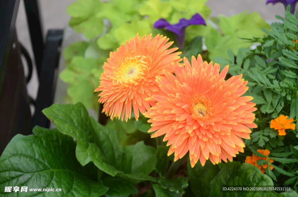 非洲菊
