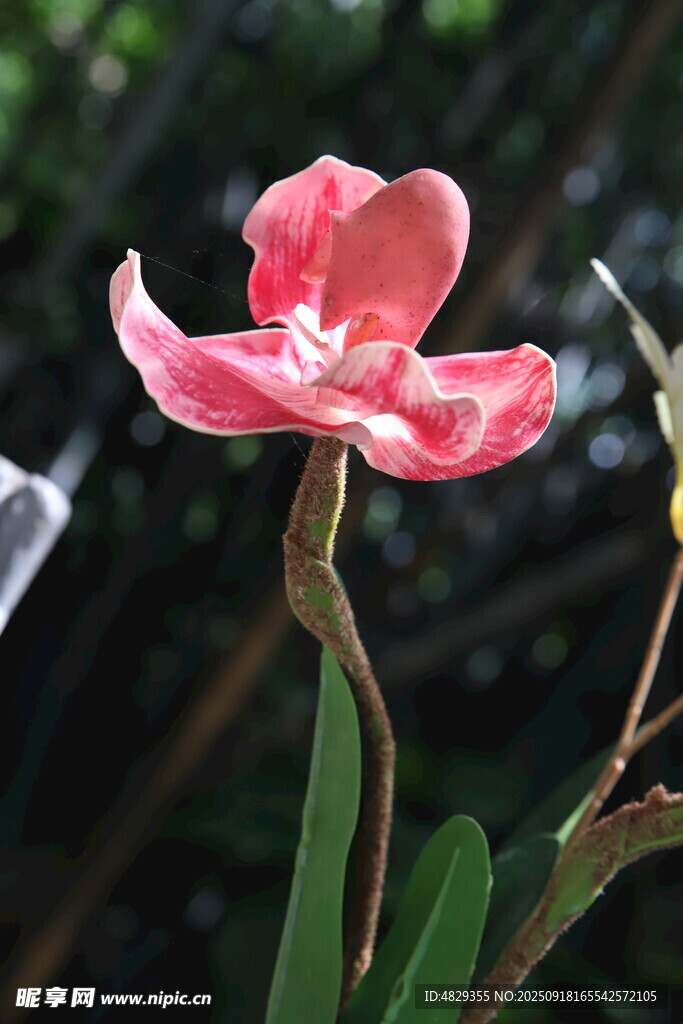 兰花