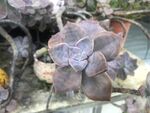 紫韵多肉植物特写