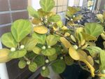 黄叶的室内绿植盆栽
