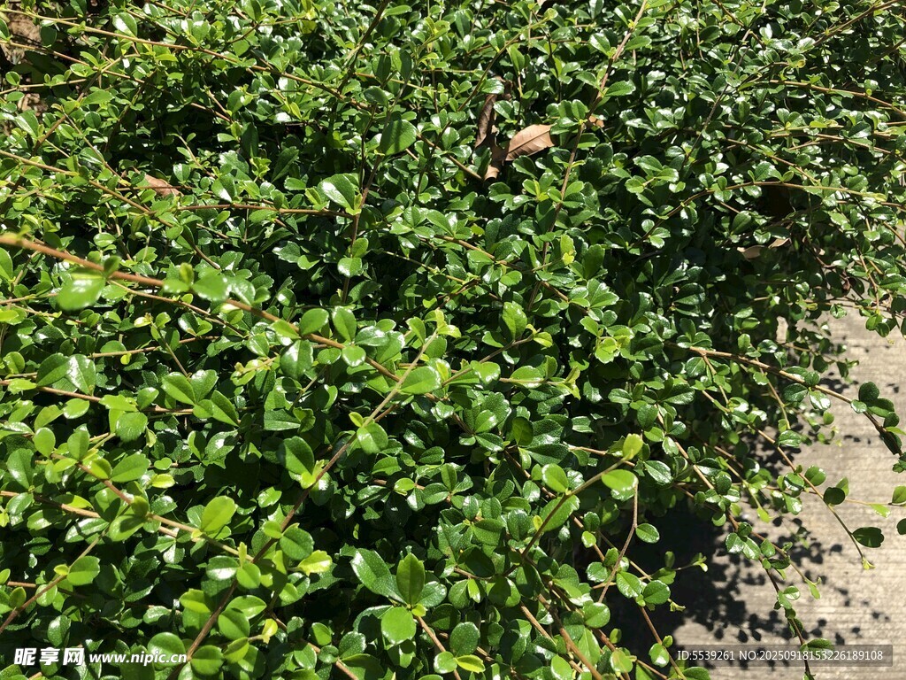 翠绿繁茂的地面绿植景观