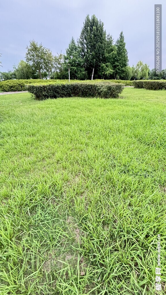翠绿草坪与远处树木景观