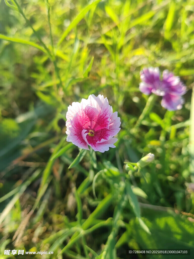 娇艳绽放的双色花朵
