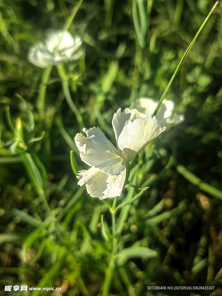 草地上的白色小花