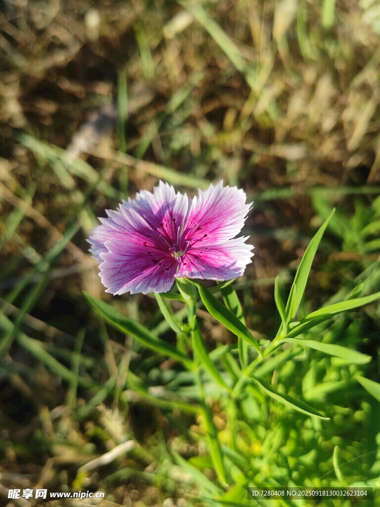 田野中的粉色美丽石竹花